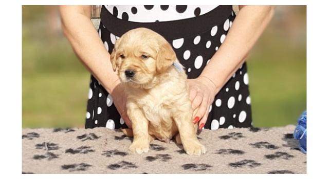 Щенки папийона (папильона) в питомнике Бон Плезир Щенки папийона (папильона) в питомнике Бон Плезир