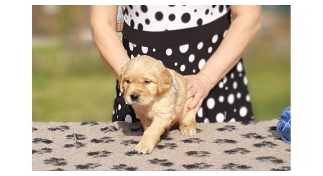 Щенки папийона (папильона) в питомнике Бон Плезир Щенки папийона (папильона) в питомнике Бон Плезир