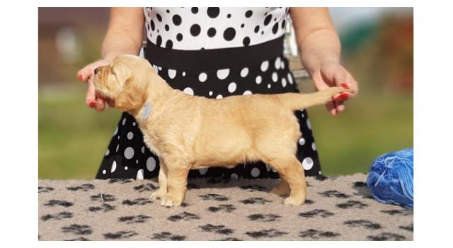 Щенки папийона (папильона) в питомнике Бон Плезир Щенки папийона (папильона) в питомнике Бон Плезир