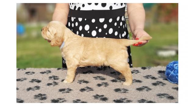 Щенки папийона (папильона) в питомнике Бон Плезир Щенки папийона (папильона) в питомнике Бон Плезир