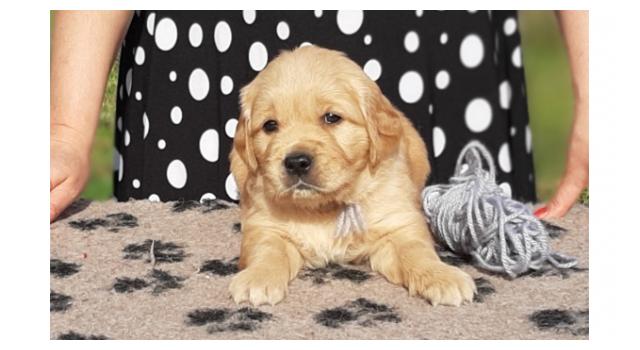 Щенки папийона (папильона) в питомнике Бон Плезир Щенки папийона (папильона) в питомнике Бон Плезир