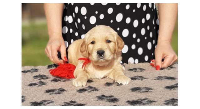 Щенки папийона (папильона) в питомнике Бон Плезир Щенки папийона (папильона) в питомнике Бон Плезир