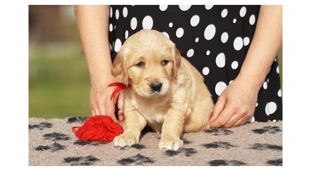 Щенки папийона (папильона) в питомнике Бон Плезир Щенки папийона (папильона) в питомнике Бон Плезир