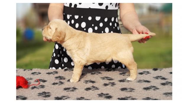 Щенки папийона (папильона) в питомнике Бон Плезир Щенки папийона (папильона) в питомнике Бон Плезир