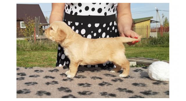 Щенки папийона (папильона) в питомнике Бон Плезир Щенки папийона (папильона) в питомнике Бон Плезир