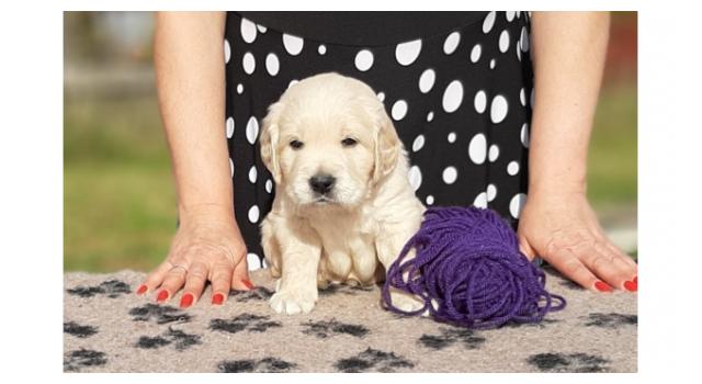 Щенки папийона (папильона) в питомнике Бон Плезир Щенки папийона (папильона) в питомнике Бон Плезир