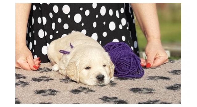 Щенки папийона (папильона) в питомнике Бон Плезир Щенки папийона (папильона) в питомнике Бон Плезир