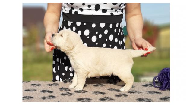 Щенки папийона (папильона) в питомнике Бон Плезир Щенки папийона (папильона) в питомнике Бон Плезир
