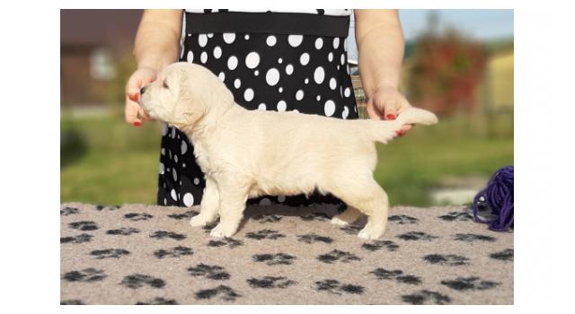 Щенки папийона (папильона) в питомнике Бон Плезир Щенки папийона (папильона) в питомнике Бон Плезир