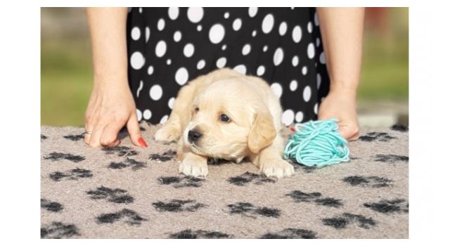 Щенки папийона (папильона) в питомнике Бон Плезир Щенки папийона (папильона) в питомнике Бон Плезир