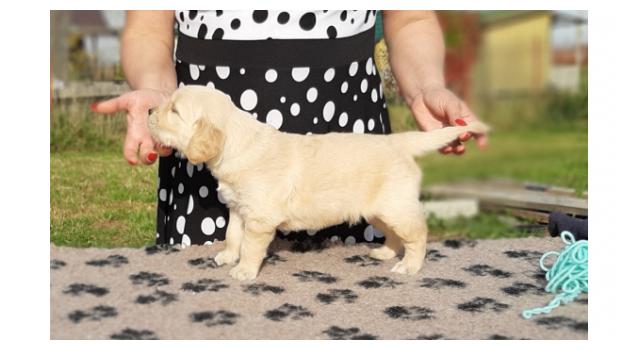 Щенки папийона (папильона) в питомнике Бон Плезир Щенки папийона (папильона) в питомнике Бон Плезир