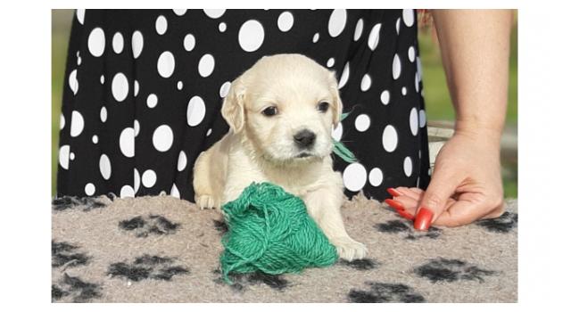 Щенки папийона (папильона) в питомнике Бон Плезир Щенки папийона (папильона) в питомнике Бон Плезир