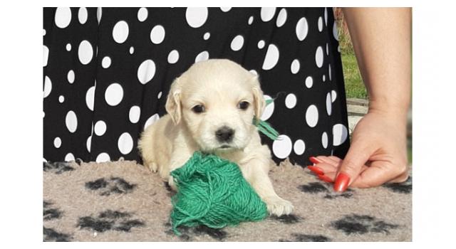 Щенки папийона (папильона) в питомнике Бон Плезир Щенки папийона (папильона) в питомнике Бон Плезир