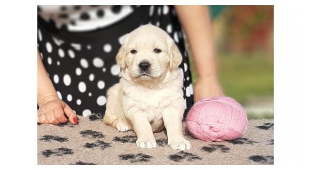 Щенки папийона (папильона) в питомнике Бон Плезир Щенки папийона (папильона) в питомнике Бон Плезир