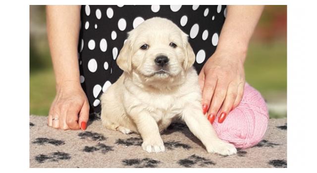 Щенки папийона (папильона) в питомнике Бон Плезир Щенки папийона (папильона) в питомнике Бон Плезир