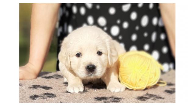 Щенки папийона (папильона) в питомнике Бон Плезир Щенки папийона (папильона) в питомнике Бон Плезир