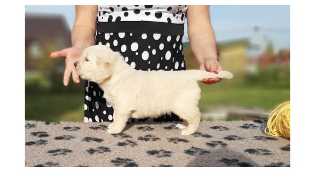 Щенки папийона (папильона) в питомнике Бон Плезир Щенки папийона (папильона) в питомнике Бон Плезир