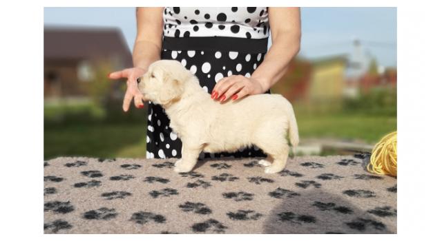 Щенки папийона (папильона) в питомнике Бон Плезир Щенки папийона (папильона) в питомнике Бон Плезир