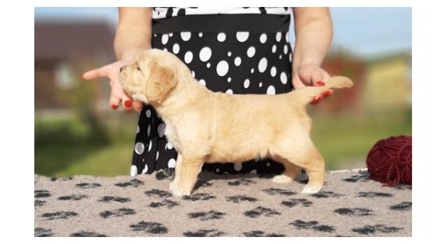 Щенки папийона (папильона) в питомнике Бон Плезир Щенки папийона (папильона) в питомнике Бон Плезир