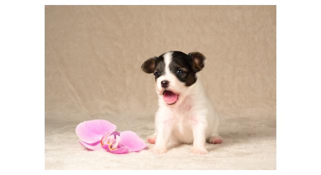 Щенки папийона (папильона) в питомнике Бон Плезир Щенки папийона (папильона) в питомнике Бон Плезир