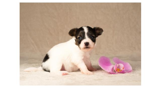 Щенки папийона (папильона) в питомнике Бон Плезир Щенки папийона (папильона) в питомнике Бон Плезир