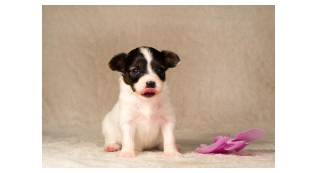 Щенки папийона (папильона) в питомнике Бон Плезир Щенки папийона (папильона) в питомнике Бон Плезир