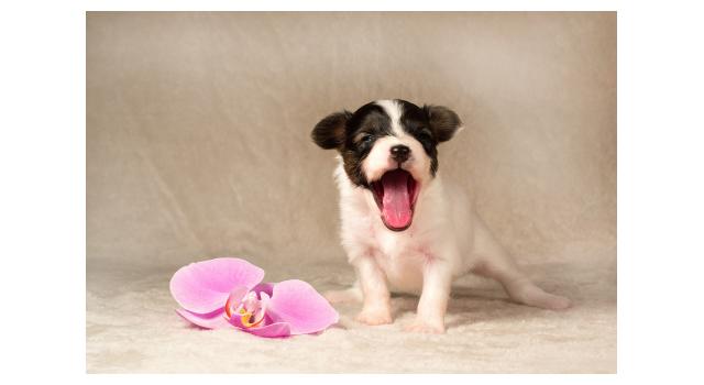 Щенки папийона (папильона) в питомнике Бон Плезир Щенки папийона (папильона) в питомнике Бон Плезир