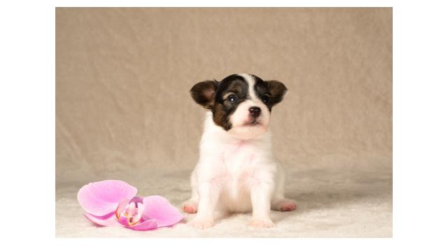 Щенки папийона (папильона) в питомнике Бон Плезир Щенки папийона (папильона) в питомнике Бон Плезир