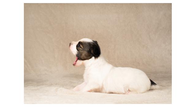 Щенки папийона (папильона) в питомнике Бон Плезир Щенки папийона (папильона) в питомнике Бон Плезир