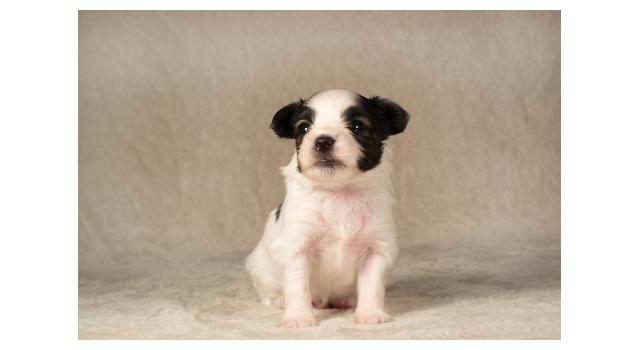 Щенки папийона (папильона) в питомнике Бон Плезир Щенки папийона (папильона) в питомнике Бон Плезир