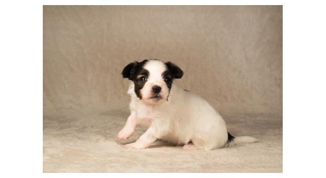 Щенки папийона (папильона) в питомнике Бон Плезир Щенки папийона (папильона) в питомнике Бон Плезир
