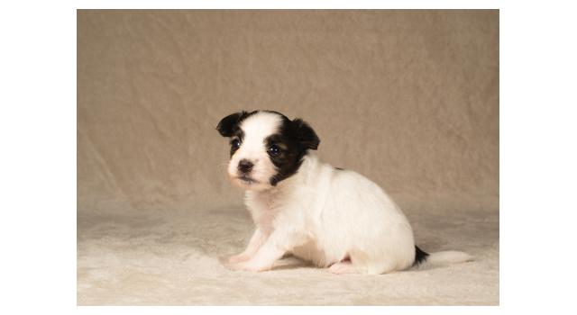 Щенки папийона (папильона) в питомнике Бон Плезир Щенки папийона (папильона) в питомнике Бон Плезир