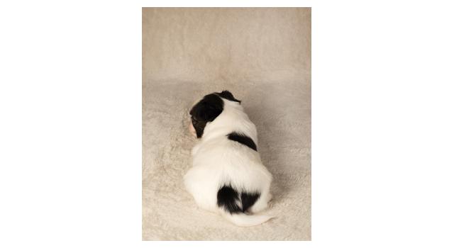 Щенки папийона (папильона) в питомнике Бон Плезир Щенки папийона (папильона) в питомнике Бон Плезир