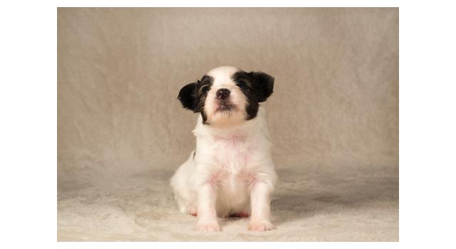 Щенки папийона (папильона) в питомнике Бон Плезир Щенки папийона (папильона) в питомнике Бон Плезир