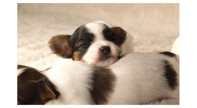 Щенки папийона (папильона) в питомнике Бон Плезир Щенки папийона (папильона) в питомнике Бон Плезир