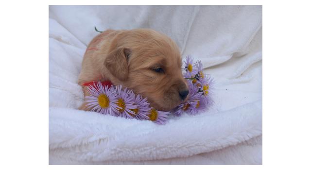 Щенки папийона (папильона) в питомнике Бон Плезир Щенки папийона (папильона) в питомнике Бон Плезир