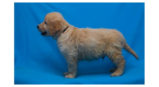 Щенки папийона (папильона) в питомнике Бон Плезир Щенки папийона (папильона) в питомнике Бон Плезир