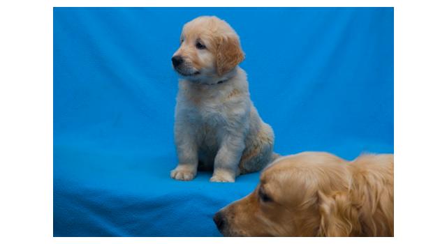 Щенки папийона (папильона) в питомнике Бон Плезир Щенки папийона (папильона) в питомнике Бон Плезир