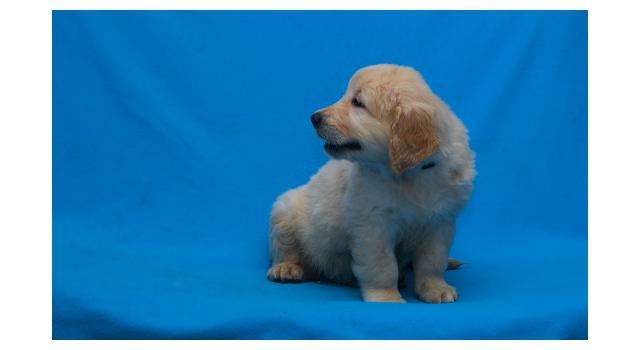 Щенки папийона (папильона) в питомнике Бон Плезир Щенки папийона (папильона) в питомнике Бон Плезир