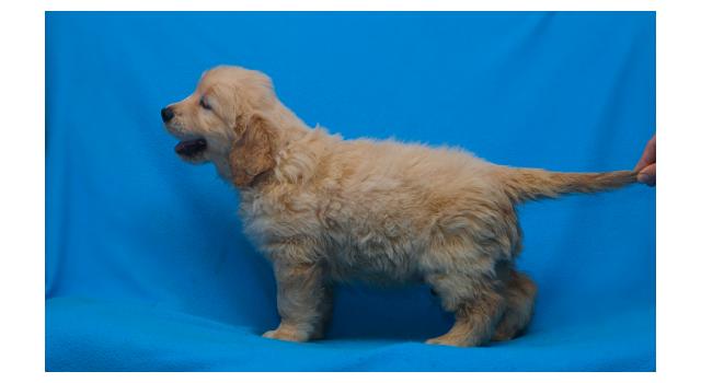 Щенки папийона (папильона) в питомнике Бон Плезир Щенки папийона (папильона) в питомнике Бон Плезир