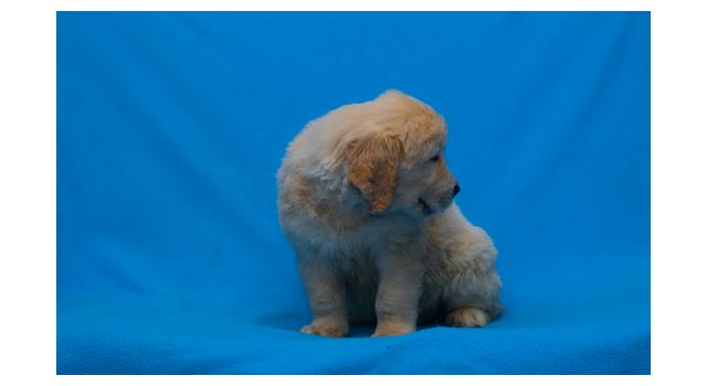 Щенки папийона (папильона) в питомнике Бон Плезир Щенки папийона (папильона) в питомнике Бон Плезир