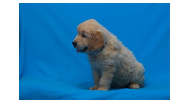 Щенки папийона (папильона) в питомнике Бон Плезир Щенки папийона (папильона) в питомнике Бон Плезир