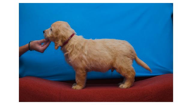 Щенки папийона (папильона) в питомнике Бон Плезир Щенки папийона (папильона) в питомнике Бон Плезир