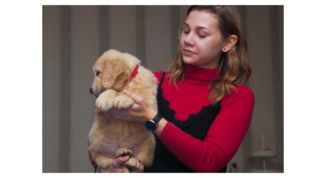 Щенки папийона (папильона) в питомнике Бон Плезир Щенки папийона (папильона) в питомнике Бон Плезир
