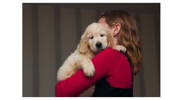 Щенки папийона (папильона) в питомнике Бон Плезир Щенки папийона (папильона) в питомнике Бон Плезир