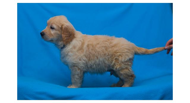 Щенки папийона (папильона) в питомнике Бон Плезир Щенки папийона (папильона) в питомнике Бон Плезир