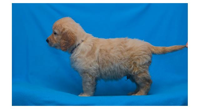 Щенки папийона (папильона) в питомнике Бон Плезир Щенки папийона (папильона) в питомнике Бон Плезир