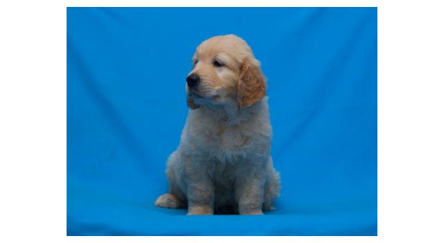 Щенки папийона (папильона) в питомнике Бон Плезир Щенки папийона (папильона) в питомнике Бон Плезир