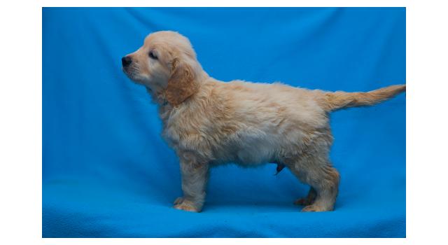 Щенки папийона (папильона) в питомнике Бон Плезир Щенки папийона (папильона) в питомнике Бон Плезир