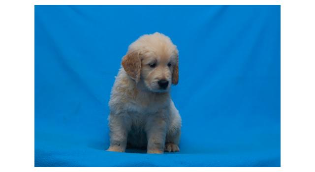 Щенки папийона (папильона) в питомнике Бон Плезир Щенки папийона (папильона) в питомнике Бон Плезир